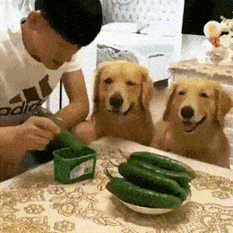 Acid GIFs, February 25 (25 gifs)