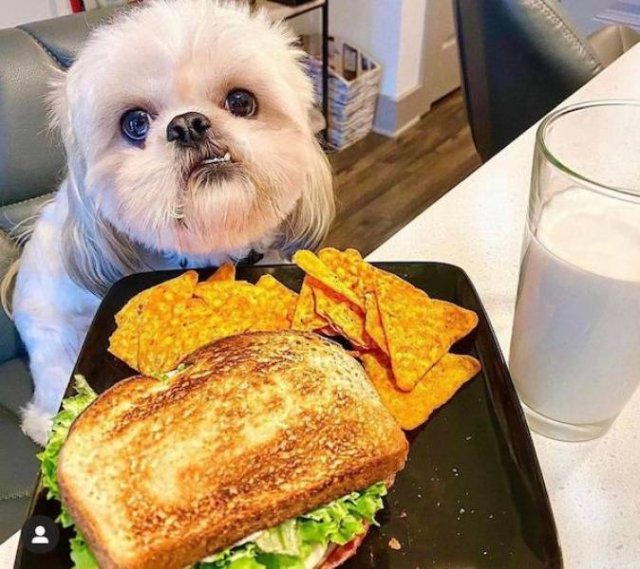 Homeless Animals Find A Home (23 pics)