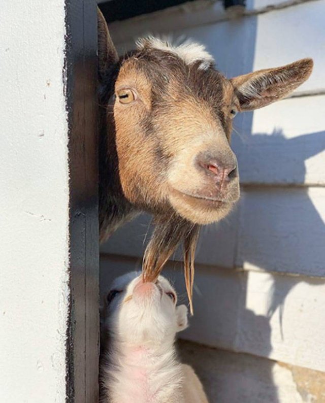 Funny Animals (48 pics)