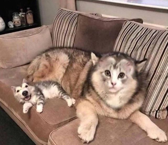 Good Dogs (34 pics)