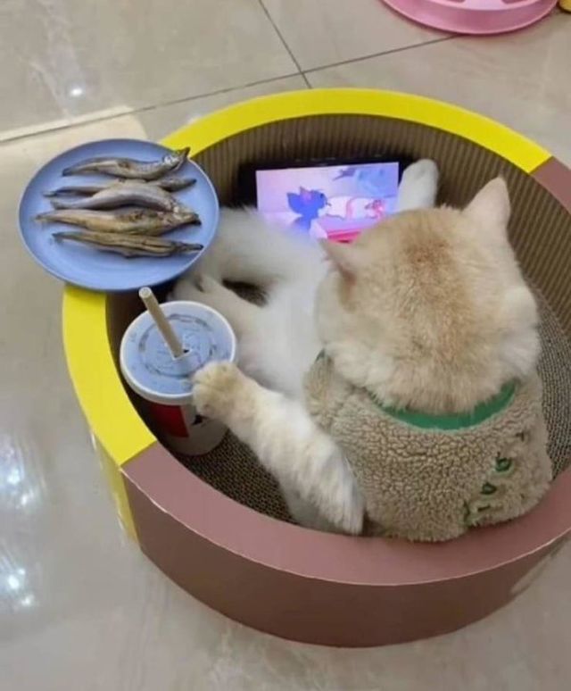 Funny Cats (30 pics)