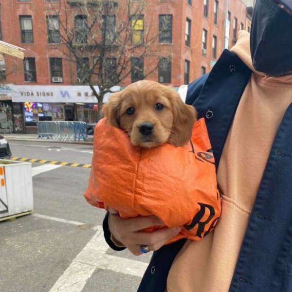 Dogs In Bags (24 pics)
