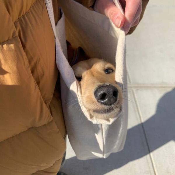 Dogs In Bags (24 pics)