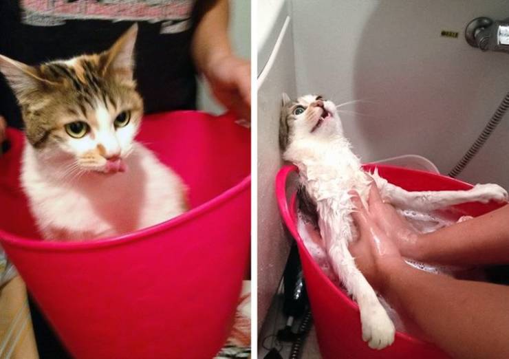 Funny Animals After Shower (18 pics)