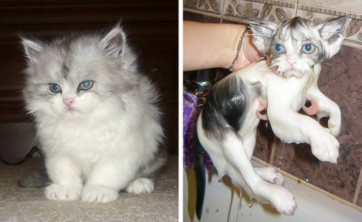 Funny Animals After Shower (18 pics)