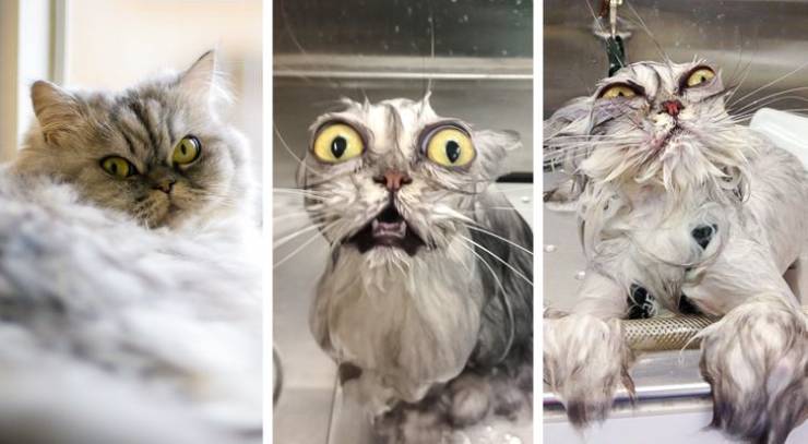 Funny Animals After Shower (18 pics)