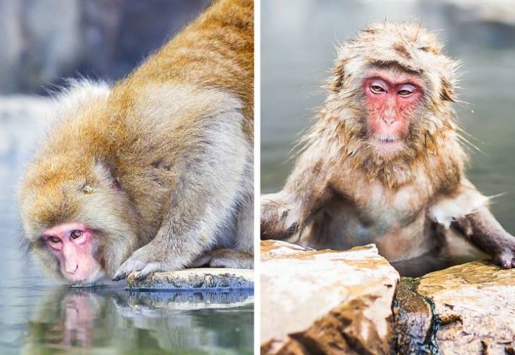 Funny Animals After Shower (18 pics)