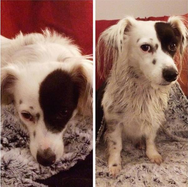 Funny Animals After Shower (18 pics)