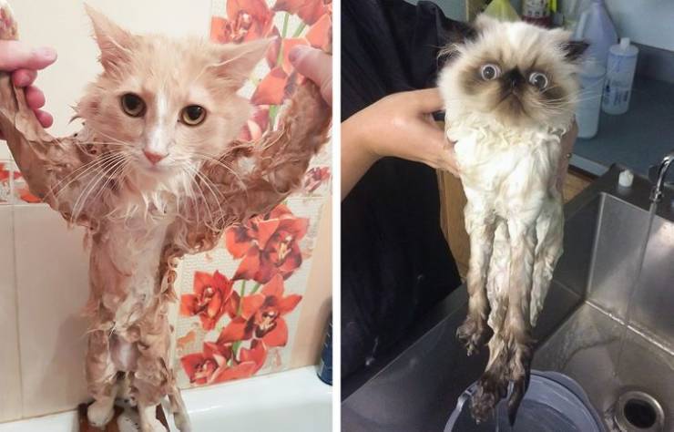 Funny Animals After Shower (18 pics)