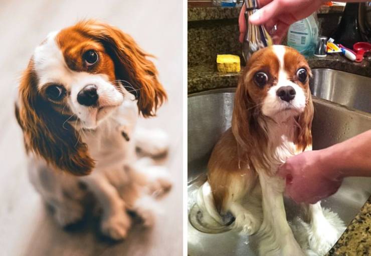 Funny Animals After Shower (18 pics)