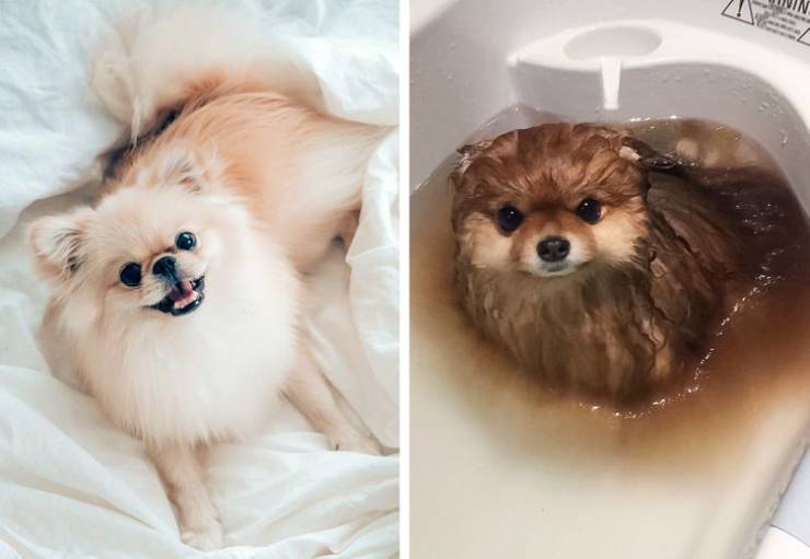 Funny Animals After Shower (18 pics)