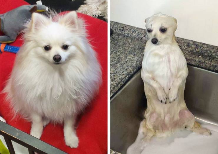Funny Animals After Shower (18 pics)