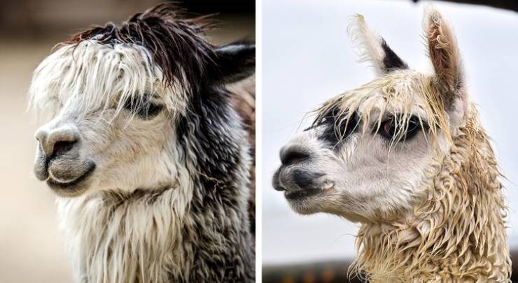 Funny Animals After Shower (18 pics)