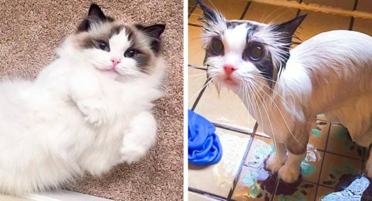 Funny Animals After Shower (18 pics)