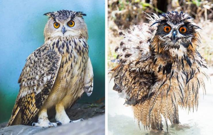 Funny Animals After Shower (18 pics)