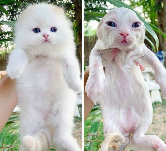 Funny Animals After Shower (18 pics)