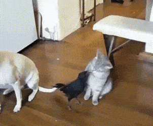 Acid GIFs, March 10 (25 gifs)