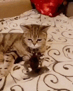 Acid GIFs, March 10 (25 gifs)