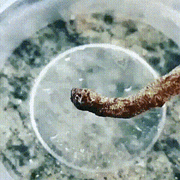 Acid GIFs, March 10 (25 gifs)