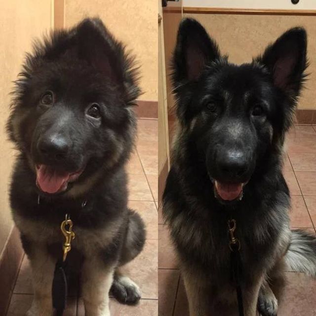 Time Change Our Dogs (36 pics)