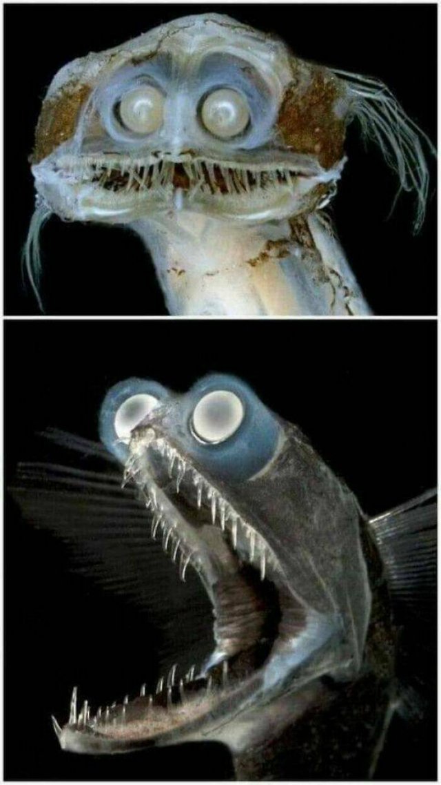 Creepy Finds (37 pics)