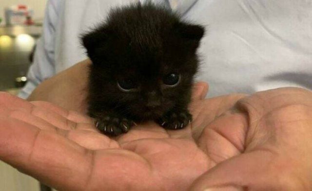 Cute Cats (48 pics)