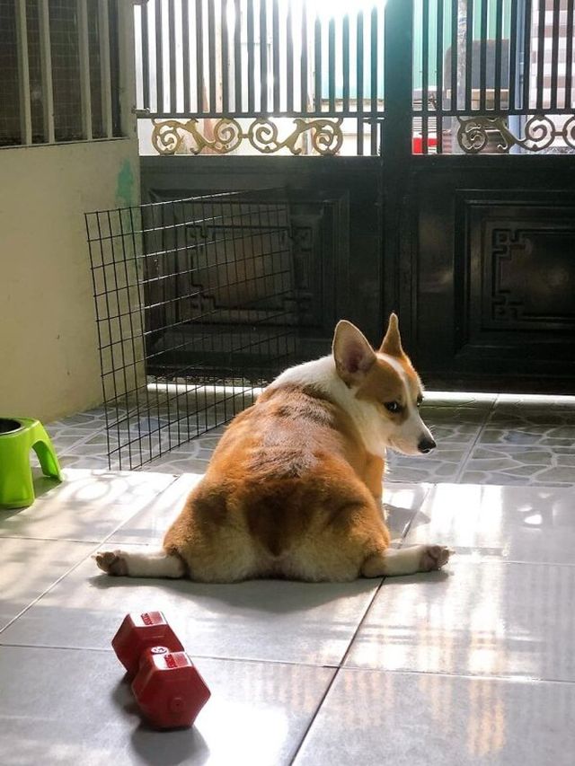 Funny Corgis (30 pics)