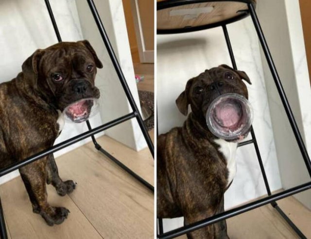Funny Animals (18 pics)