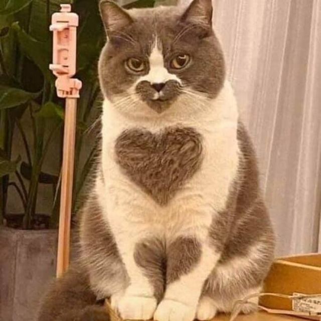 Funny Animals (47 pics)