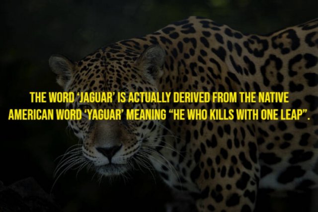 Random Facts (17 pics)