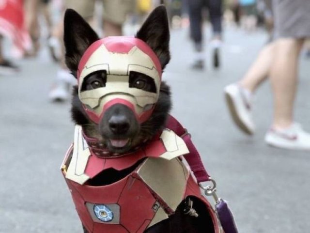 Funny Animals (63 pics)