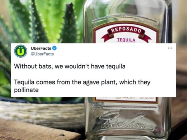 Interesting Facts (27 pics)