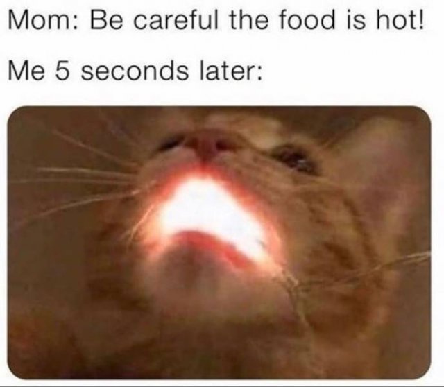 Cat Memes (30 pics)