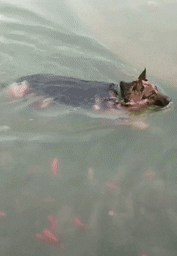 Acid GIFs, April 11 (25 gifs)