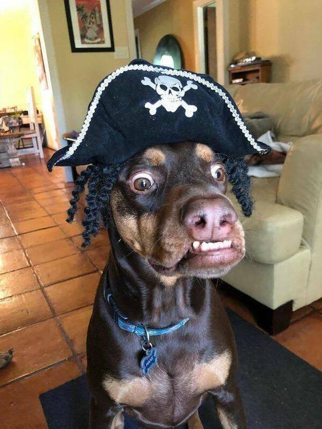 Funny Animals (50 pics)
