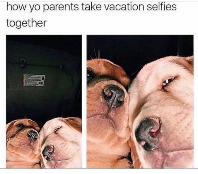 Truthful Memes (31 pics)