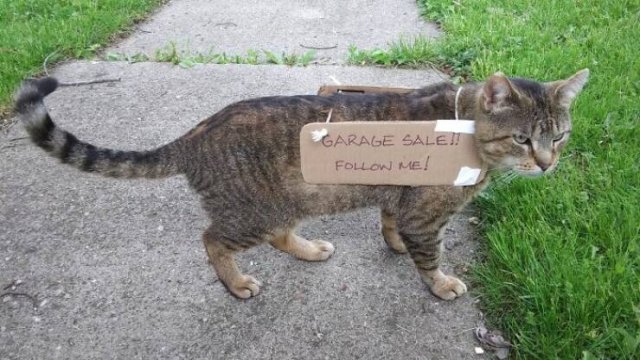 Funny Animals (41 pics)