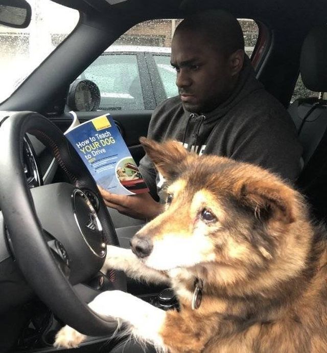 Funny Animals (55 pics)