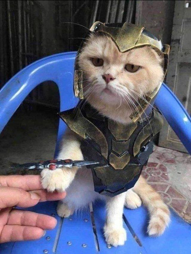 Funny Animals (49 pics)