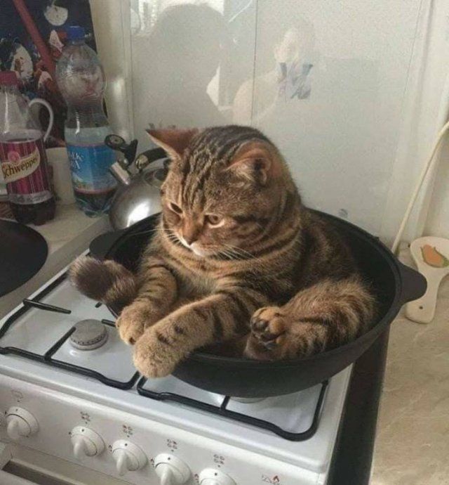 Funny Cats (20 pics)