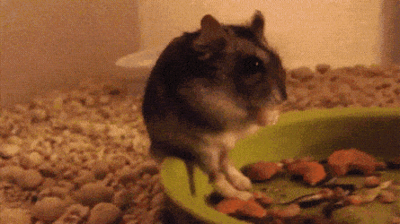 Acid GIFs, April 25 (25 gifs)