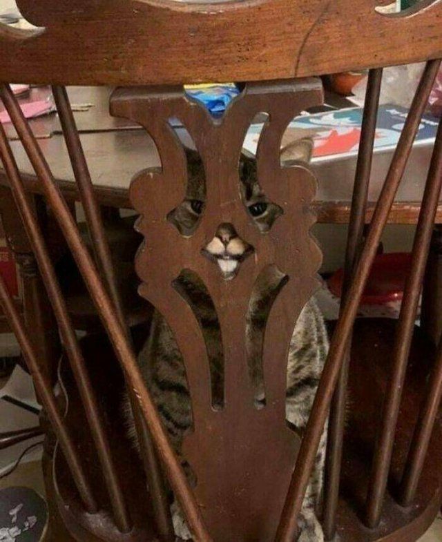 Funny Animals (40 pics)