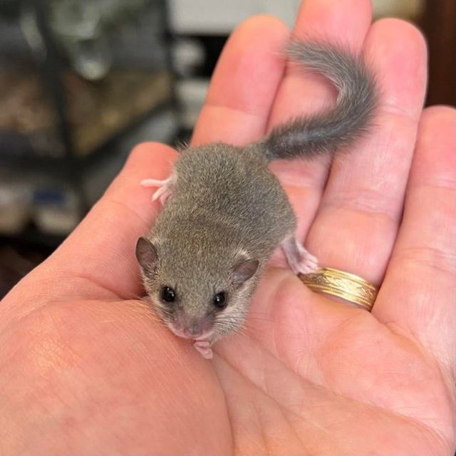 Very Small Animals (30 pics)