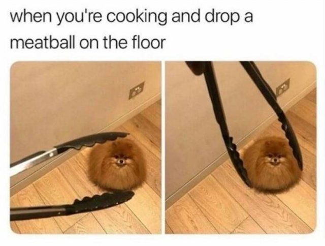 Memes With Dogs (30 pics)