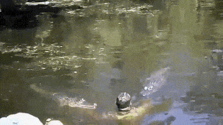 Acid GIFs, April 28 (25 gifs)
