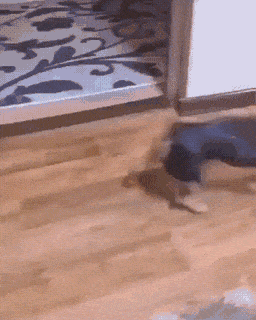 Acid GIFs, April 28 (25 gifs)