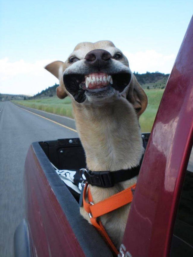 Dogs Against Wind (16 pics)