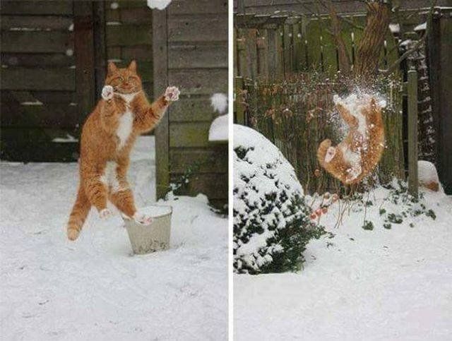 Cats Fails (25 pics)