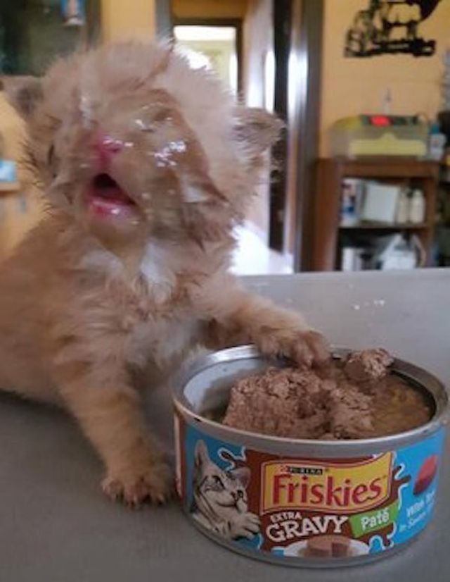 Funny Animals (36 pics)