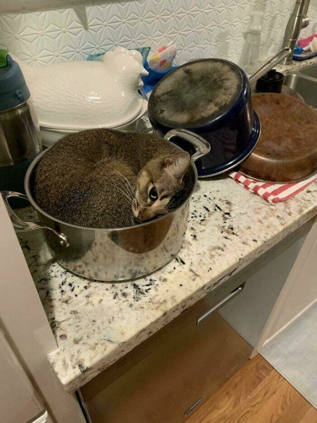 Cat Traps (47 pics)